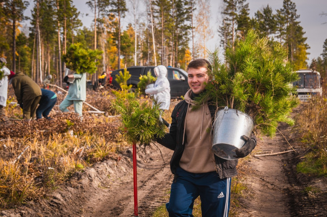 600 тысяч деревьев посадили лесные волонтеры России этой осенью