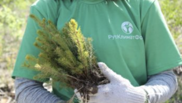 Две тысячи дубов ко Дню Земли посадили в Краснодарском крае