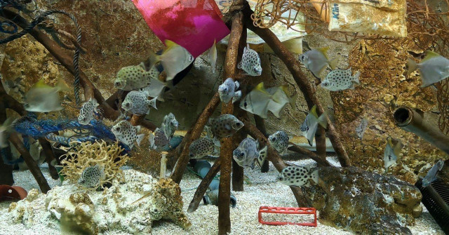 В зоопарке Чехии открыли аквариум, где тропические рыбы плавают вместе с пластиком