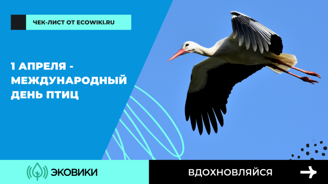 Как отметить Международный день птиц: чек-лист от Ecowiki.ru