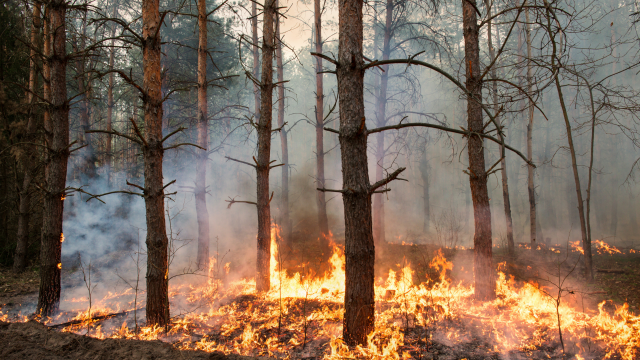 «Посади лес» собирает средства для добровольных лесных пожарных в Якутии и Мордовии