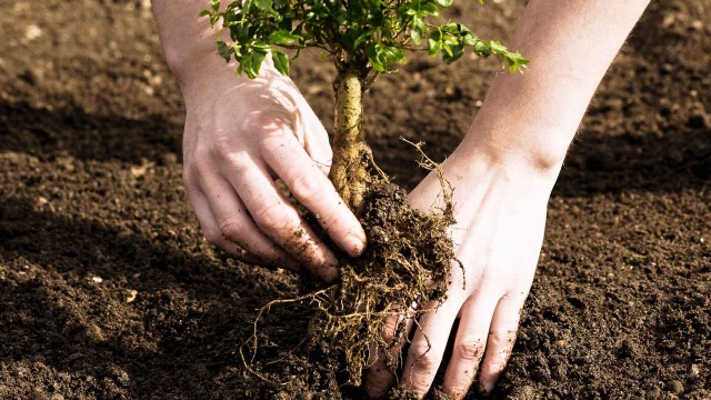 На субботнике «Зеленая весна» посадят около 3 млн деревьев